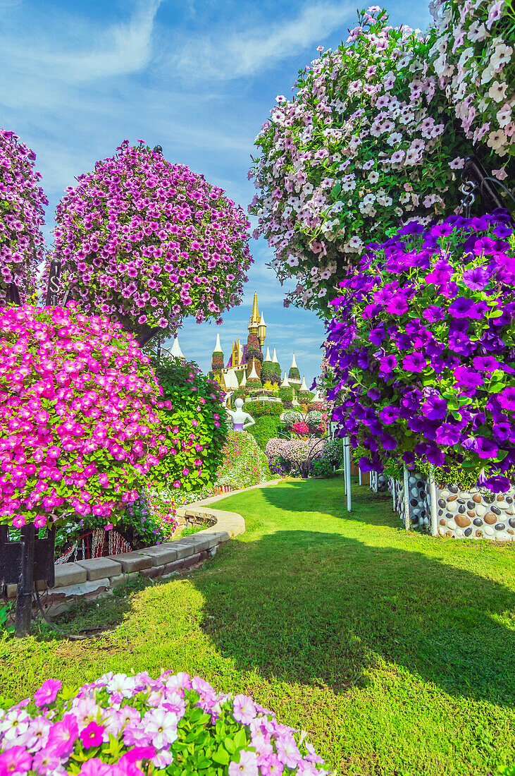  The Dubai Miracle Garden, colorful flower park, United Arab Emirates 