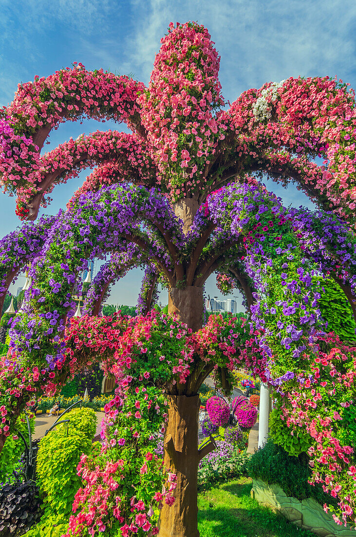  The Dubai Miracle Garden, colorful flower park, United Arab Emirates 