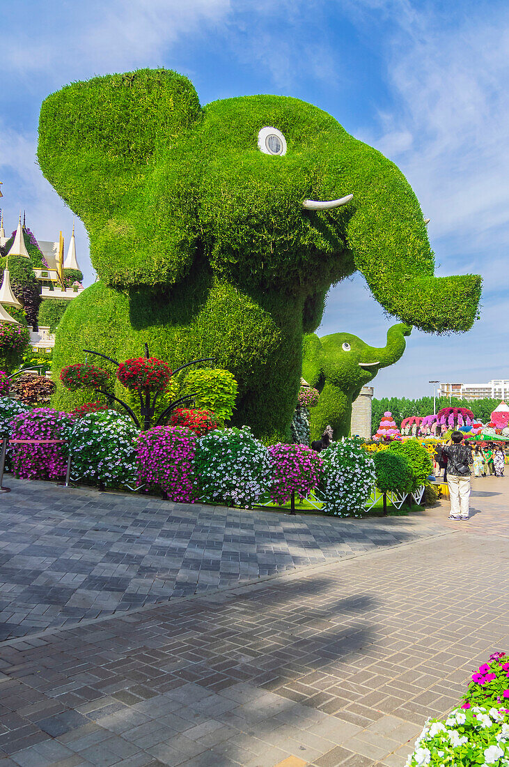  The Dubai Miracle Garden, colorful flower park, United Arab Emirates 