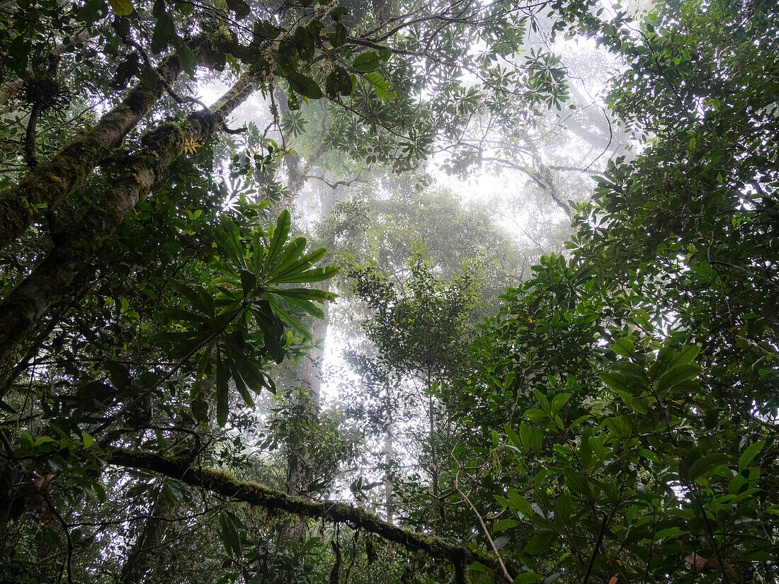 Regenwald, Bergregenwald, Eastern Highlands, Papua Neuguinea
