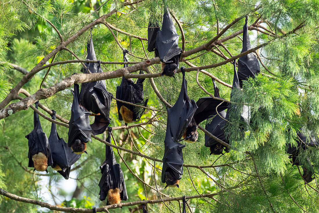  Fruit bats (Pteropus sp.), sleeping in tree, Morobe Province, Papua New Guinea 
