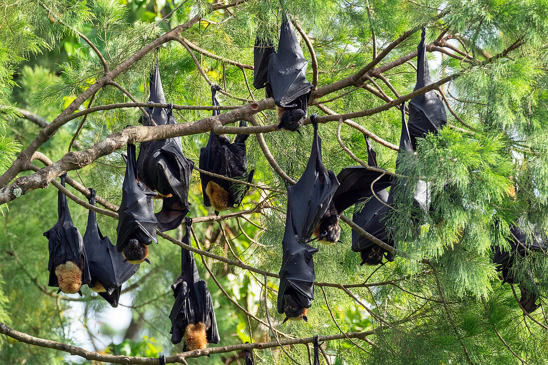 Flughunde (Pteropus sp.), schlafen in Baum, Morobe Provinz, Papua-Neuguinea