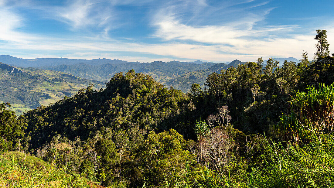  Mountain rainforest, Eastern Highlands, Papua New Guinea 