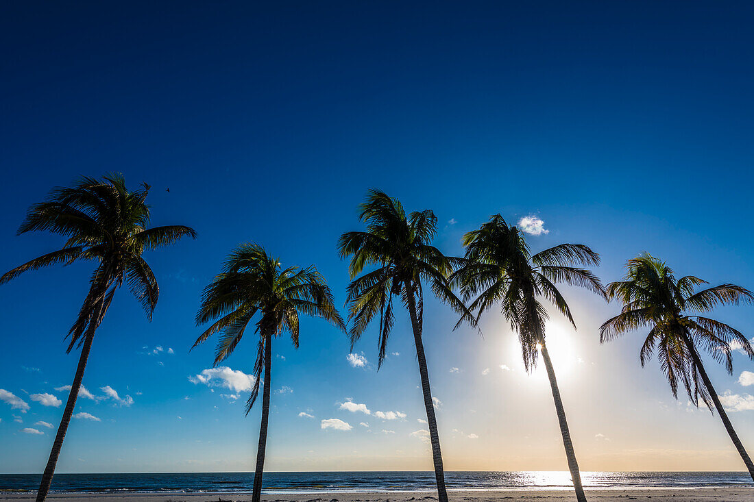 Palmen, Strand, Fort Myers Beach, Florida, USA