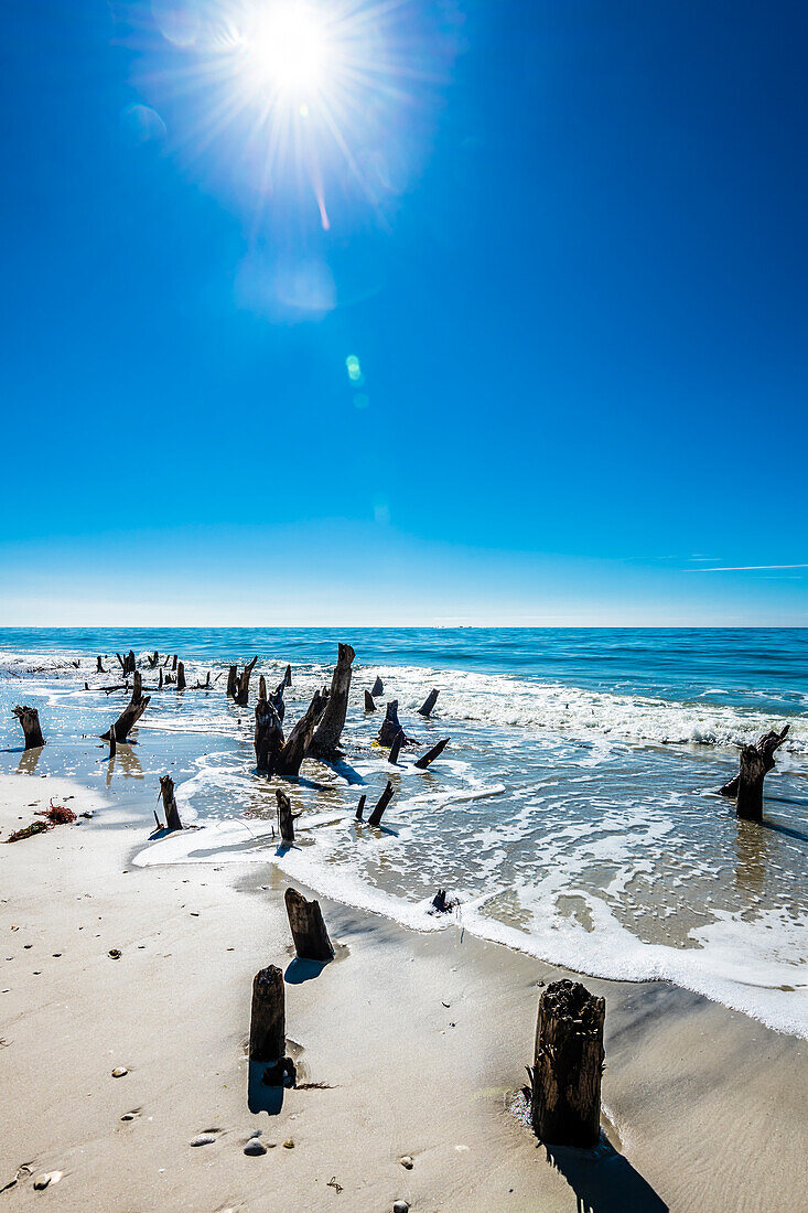  Tree stumps, beach, Fort Myers Beach, Florida, USA 