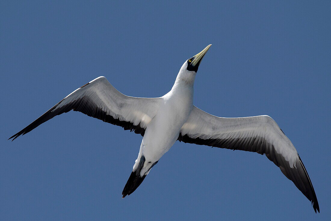 Maskierter Tölpelvogel (Sula dactylatra), über dem Meer, in der Nähe von Saudi-Arabien, Naher Osten