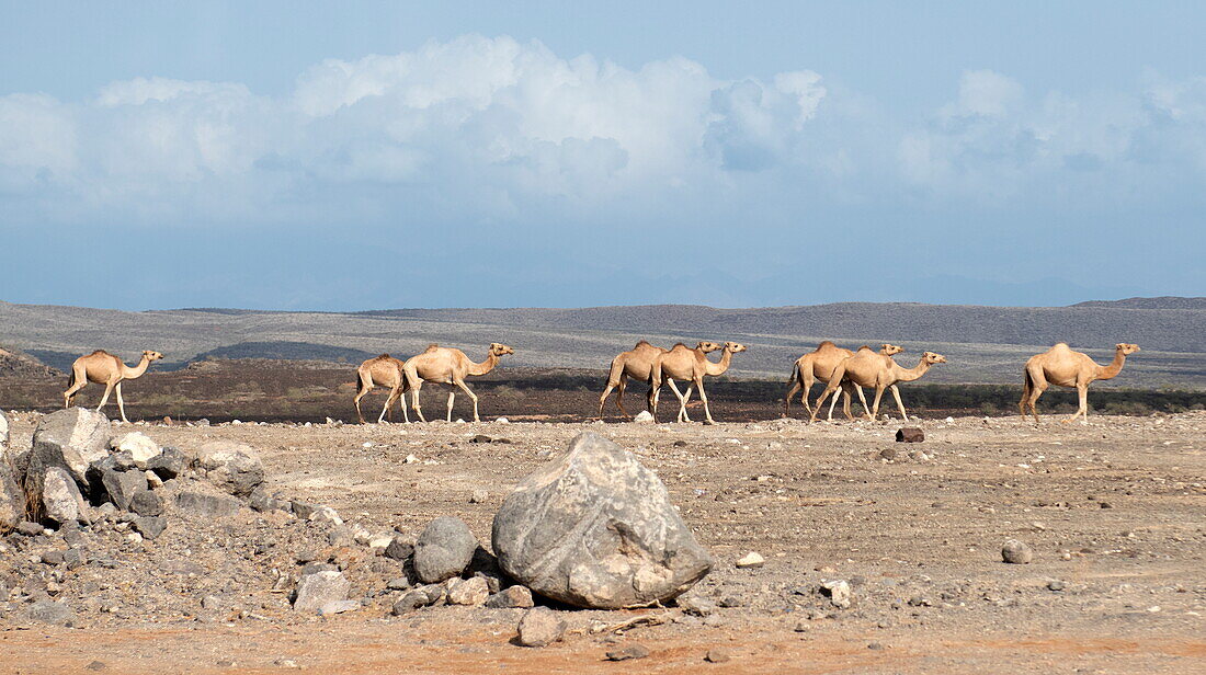 Camels walk along the road, near Arta, Djibouti, Middle East 
