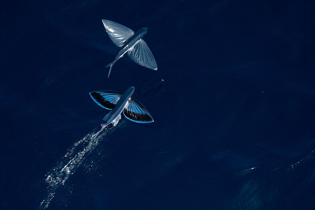  Two flying fish seen from the bow of the expedition cruise ship SH Diana (Swan Hellenic), at sea, near Yemen, Middle East 
