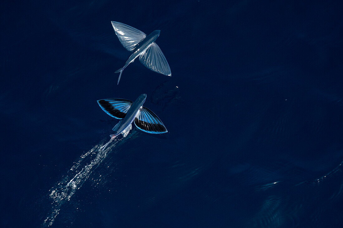 Fliegende Fische (Exocoetidae) auf dem Meer, in der Nähe des Jemen, Naher Osten