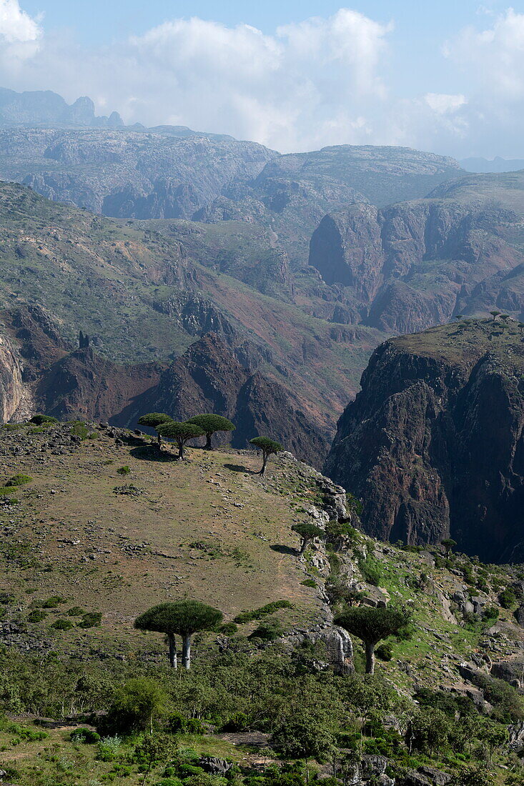 Blick auf Sokotra-Drachenblutbäume (Dracaena cinnabari) auf dem Diksam-Plateau mit Wadi Dirhur Canyon dahinter, Gallaba, Insel Sokotra, Jemen, Naher Osten