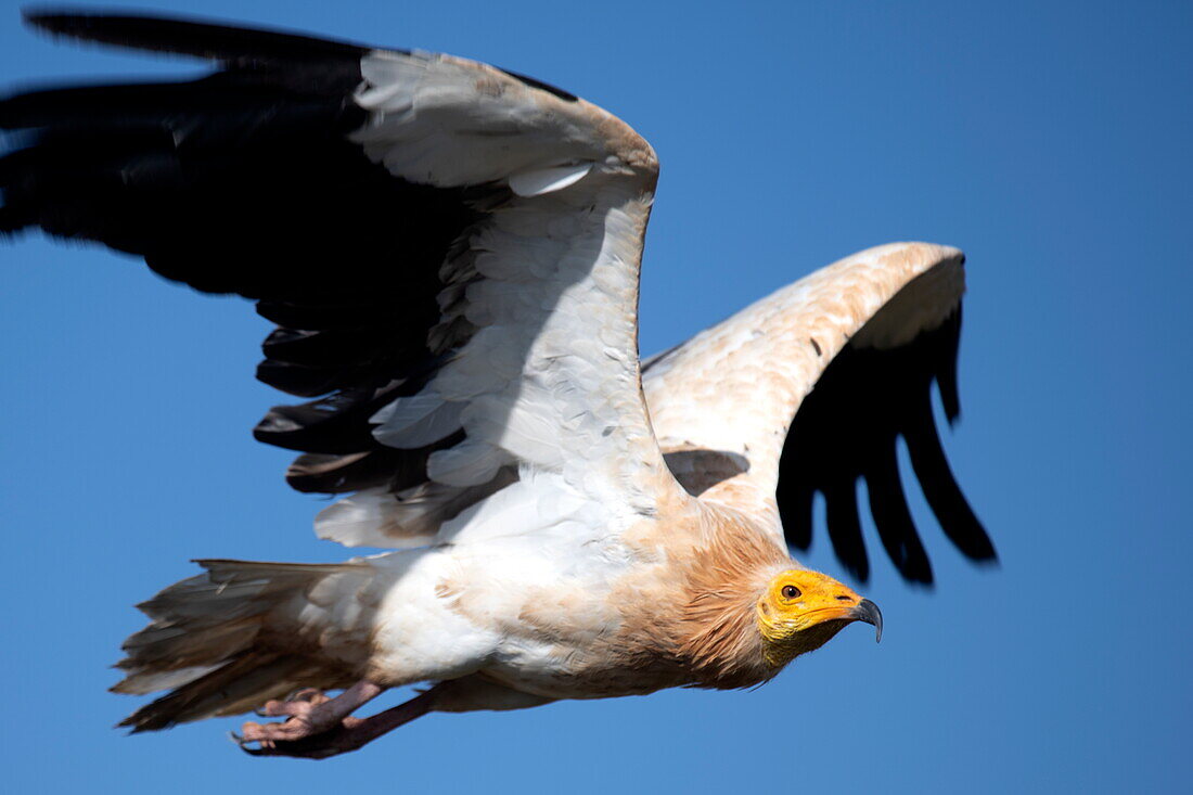  Egyptian Vulture (Neophron percnopterus) hovering over Diksam Plateau, Gallaba, Socotra Island, Yemen, Middle East 