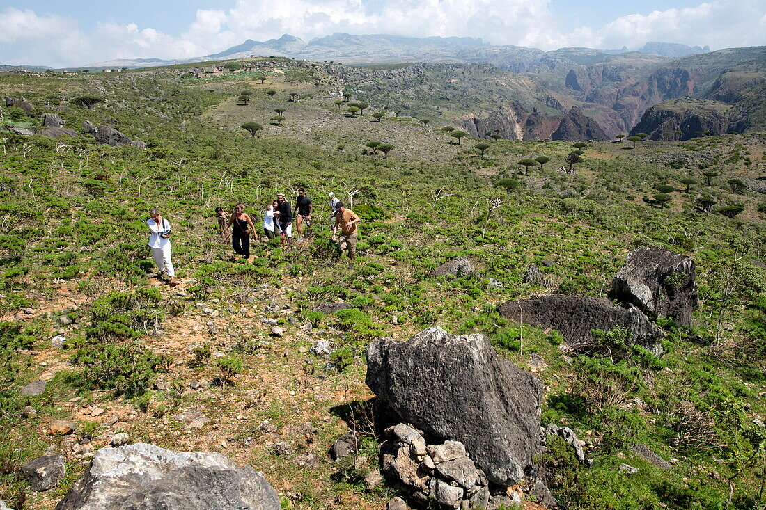 Touristen wandern zu Sokotra-Drachenblutbäumen (Dracaena cinnabari) auf dem Diksam-Plateau, Gallaba, Insel Sokotra, Jemen, Naher Osten