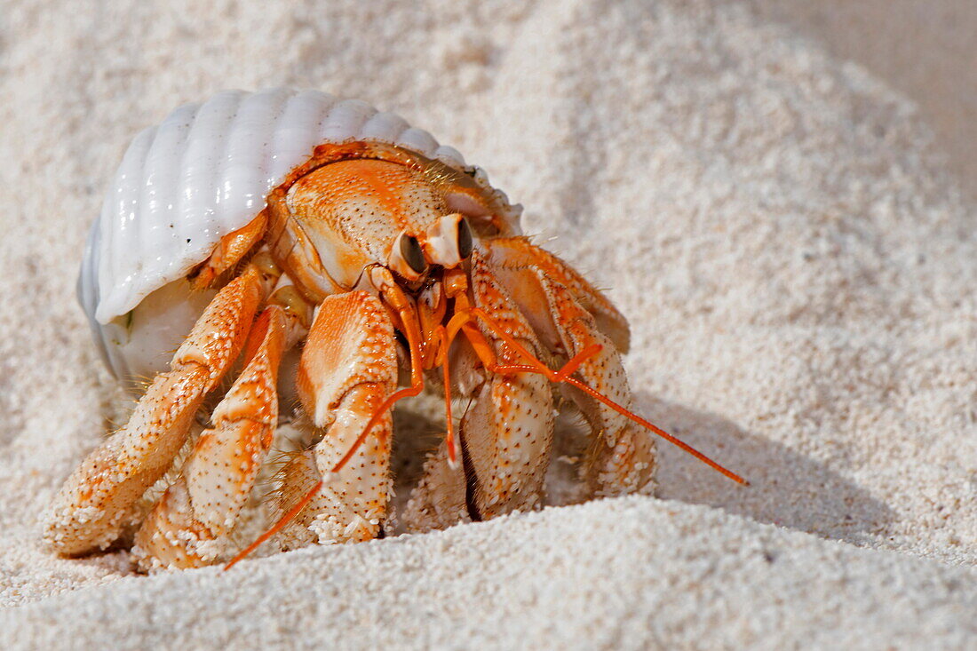 Detailaufnahme einer Krabbe am Strand, Bijoutier Island, Alphonse Group, Äußere Seychellen, Seychellen, Indischer Ozean