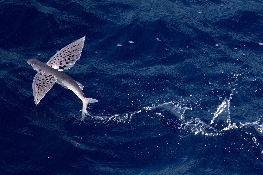  Flying fish seen from the bow of the expedition cruise ship SH Diana (Swan Hellenic), at sea, near Seychelles, Indian Ocean 