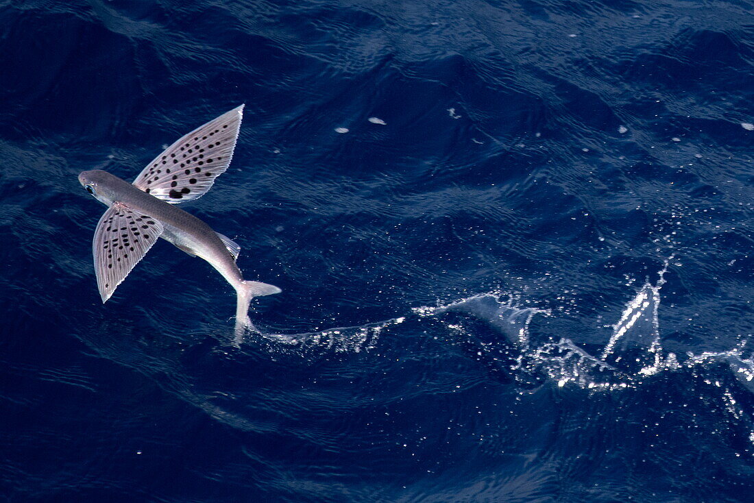 Fliegende Fische (Exocoetidae) auf dem Meer, in der Nähe der Seychellen, Indischer Ozean