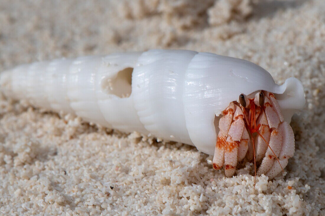 Detail einer kleinen Krabbe in der Schale am Strand, Bijoutier Island, Alphonse Group, Äußere Seychellen, Seychellen, Indischer Ozean