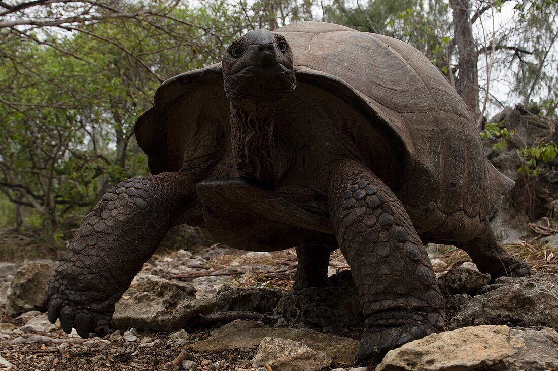  Aldabra giant tortoise (Aldabrachelys gigantea), Aldabra Atoll, Outer Seychelles, Seychelles, Indian Ocean 