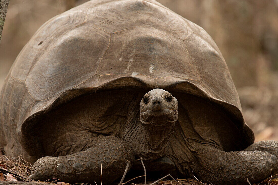  Aldabra giant tortoise (Aldabrachelys gigantea), Aldabra Atoll, Outer Seychelles, Seychelles, Indian Ocean 
