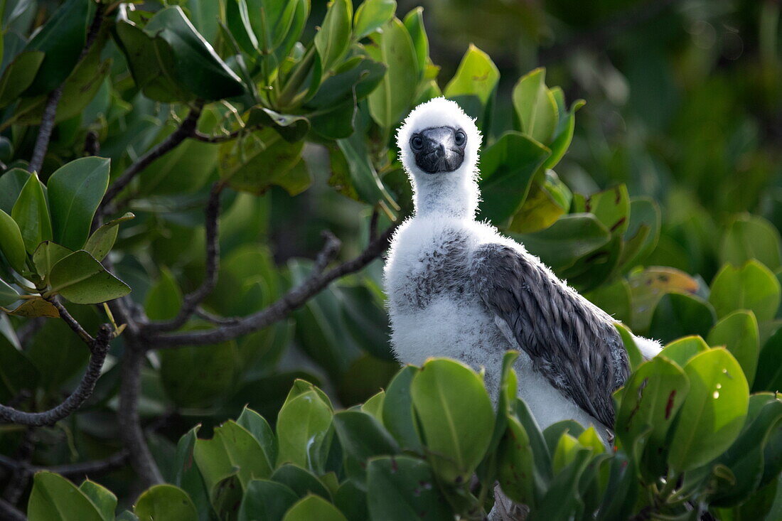  Red-footed Booby chick (Sula sula) sitting on mangroves, Aldabra Atoll, Outer Seychelles, Seychelles, Indian Ocean 