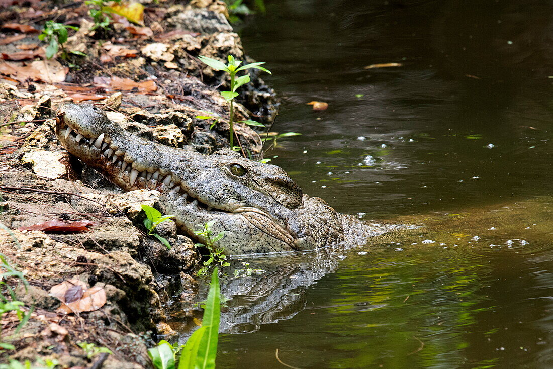 Krokodil in einem See im Wildpark Haller Park, Bamburi, in der Nähe von Mombasa, Kenia, Afrika