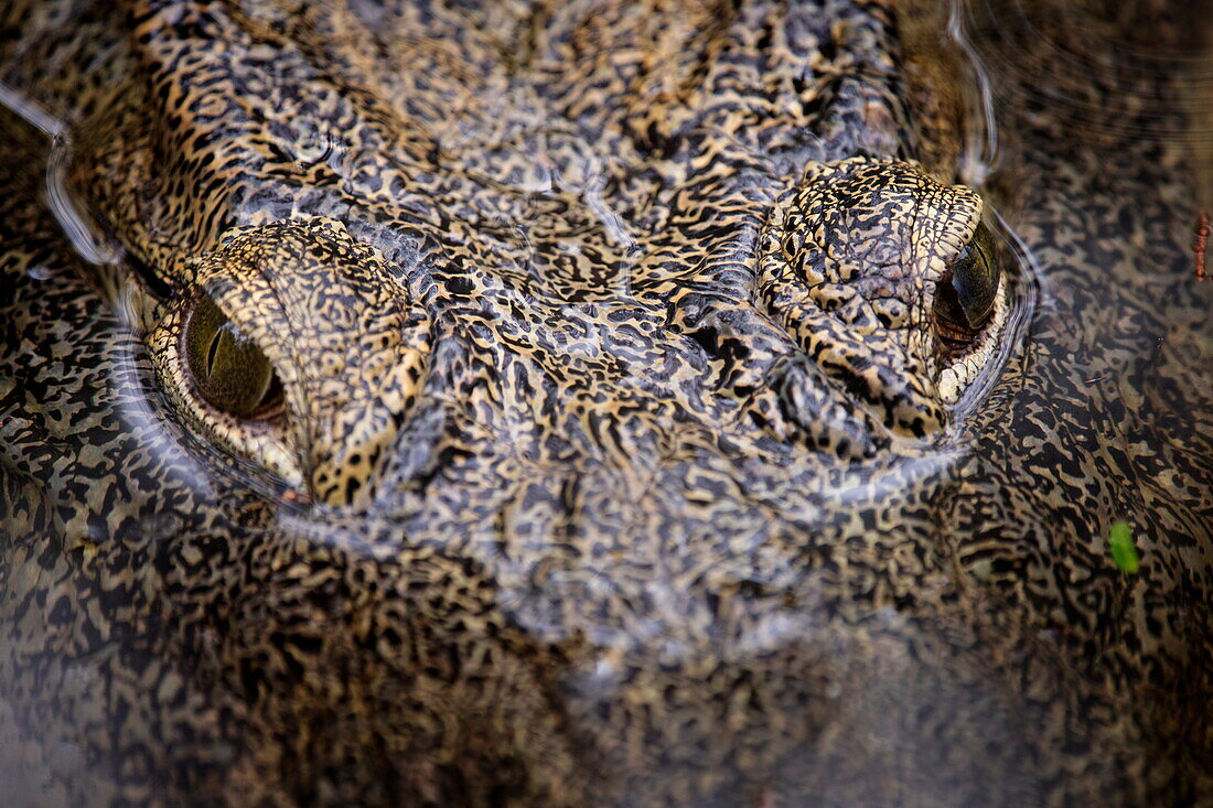  Detailed shot of eyes of a crocodile in a lake in Haller Park, Bamburi, near Mombasa, Kenya, Africa 