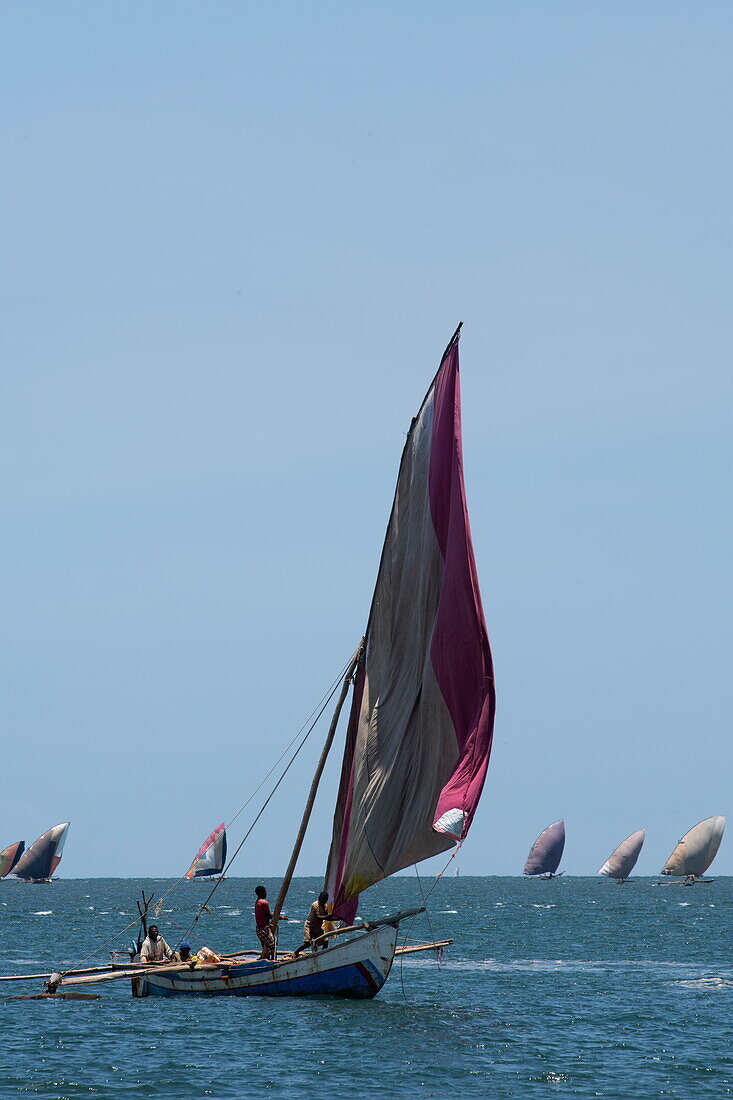 Traditional dhow sailboats, Mahajanga, Boeny, Madagascar, Indian Ocean 