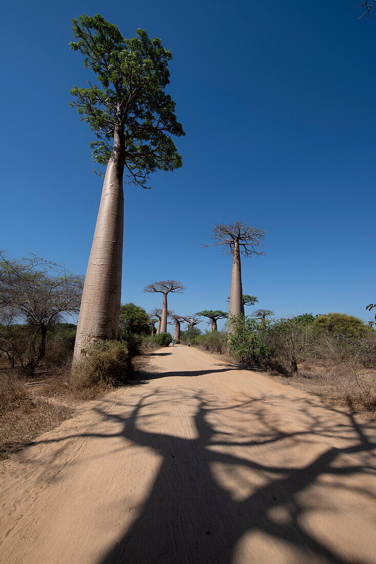  Shadow of a tree on the Avenue of the Baobabs, a prominent group of Grandidier baobabs (Adansonia grandidieri) that lines the dirt road number 8 between Morondava and Belon&#39;i Tsiribihina, near Morondava, Menabe, Madagascar, Indian Ocean 