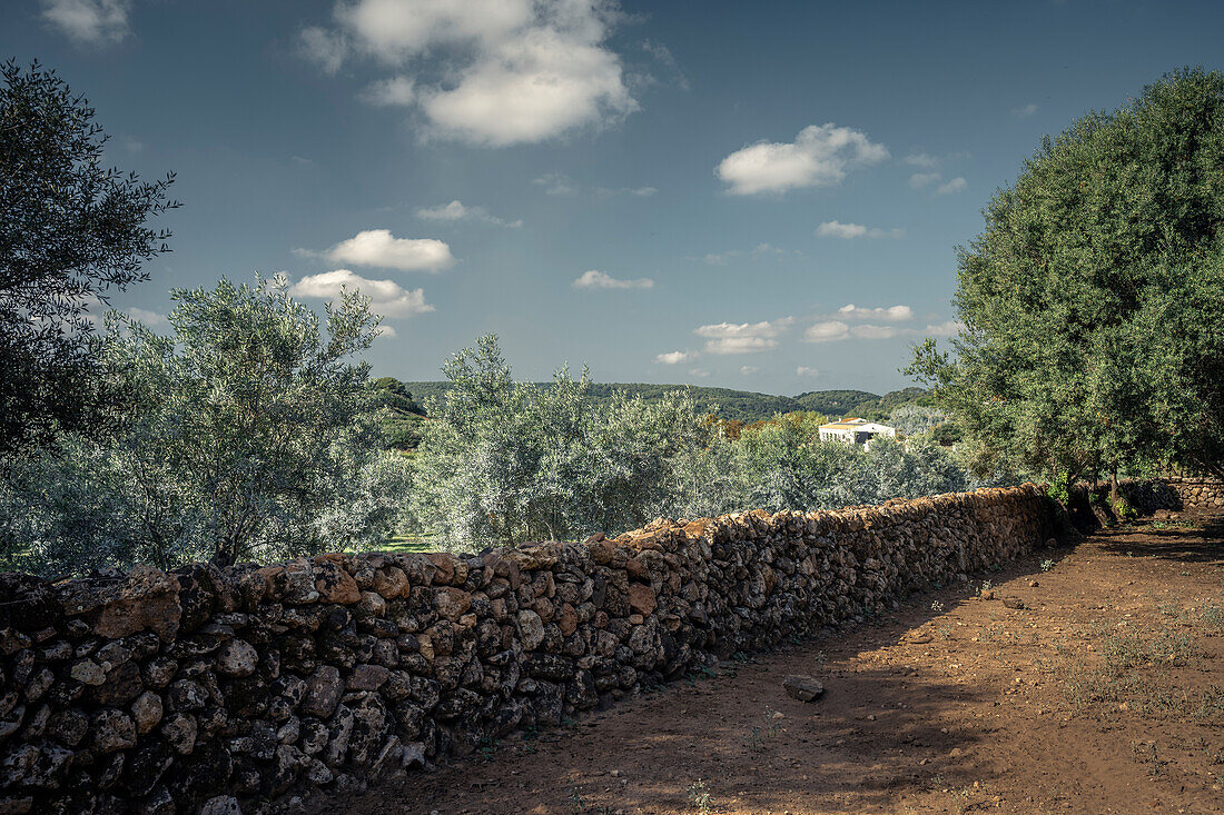  Plantation with olive trees near the sea bay &quot;Cala Pilar&quot;, Menorca, Balearic Islands, Spain, Europe 