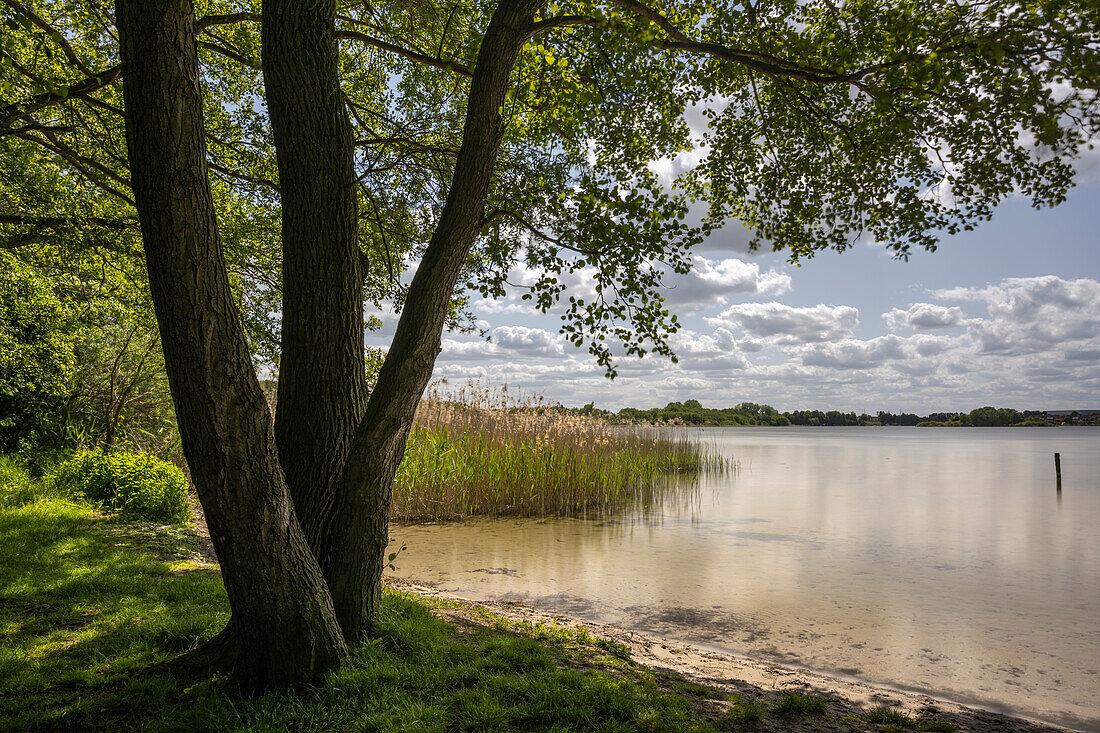  Schaalsee near Zarrentin, UNESCO Biosphere Reserve, Lauenburg Lakes, Mecklenburg-Western Pomerania, Germany, Europe 