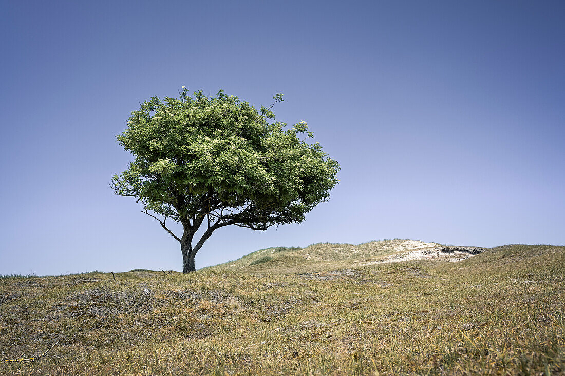  Single tree on dune under blue sky, Norderney, East Frisian Islands, Lower Saxony, Germany, Europe 