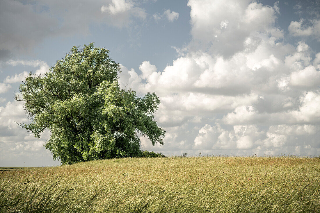  Single willow tree in field near Varel, Friesland, Lower Saxony, Germany, Europe 