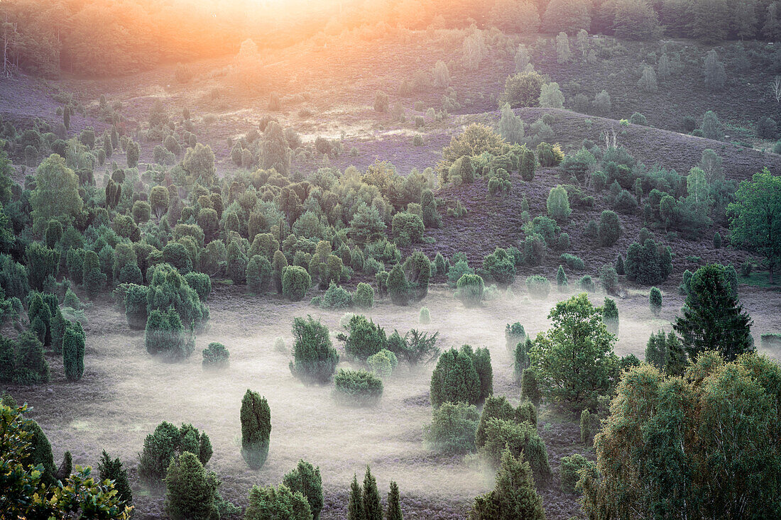  The Totengrund in the Lüneburg Heath in the fog at sunrise, Wilsede, Lower Saxony, Germany, Europe 