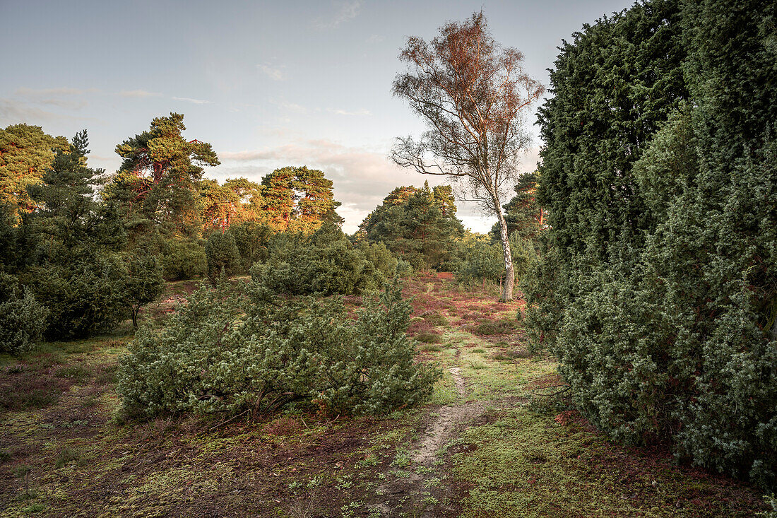  Morning light in the juniper heath Lingen, Emsland, Lower Saxony, Germany, Europe 