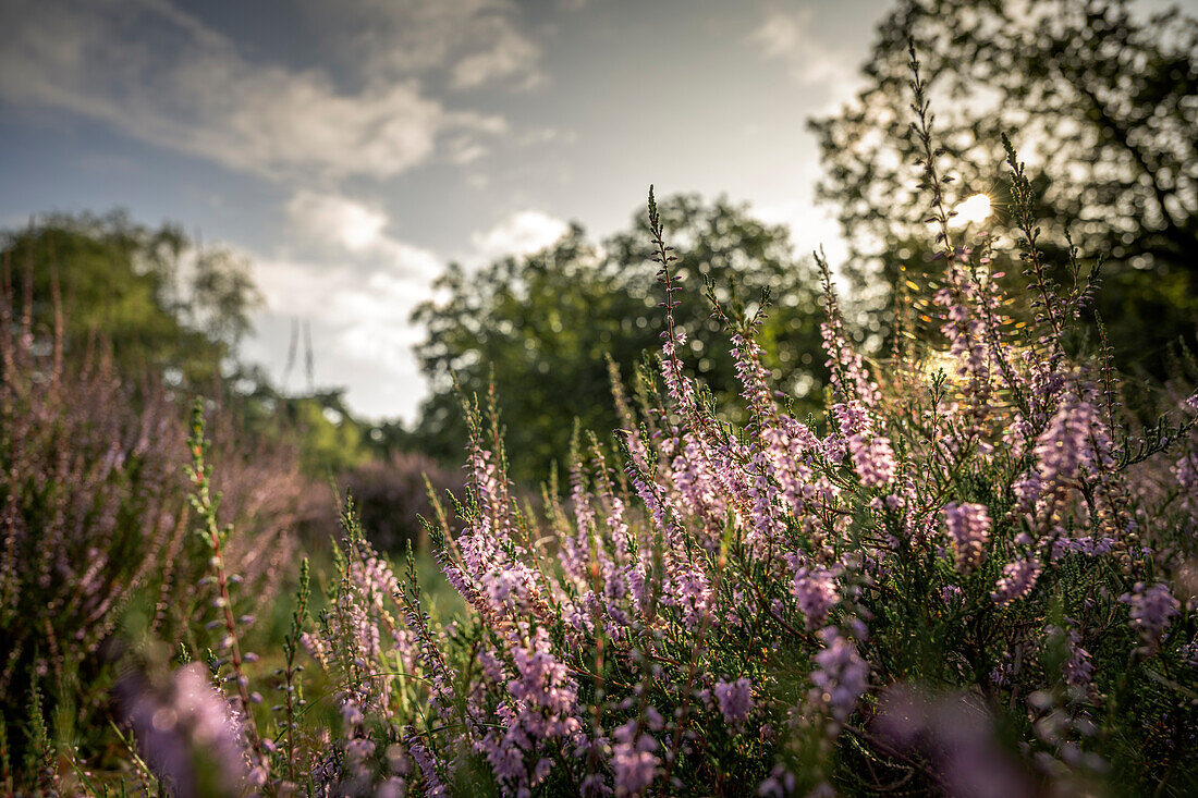  Heather blossom in the juniper heath Lingen, Emsland, Lower Saxony, Germany, Europe 