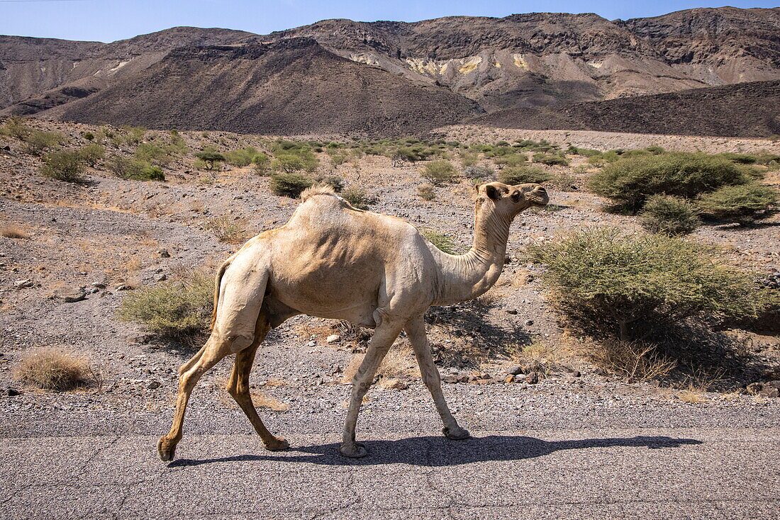 Kamel wandert entlang Straße, in der Nähe von Arta, Dschibuti, Golf von Aden, Ostafrika