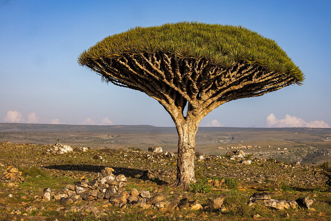 Sokotra-Drachenblutbaum (Dracaena cinnabari) auf dem Diksam-Plateau, Gallaba, Insel Sokotra, Jemen, Naher Osten