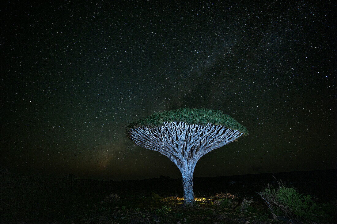 Sokotra-Drachenblutbaum (Dracaena cinnabari) auf dem Diksam-Plateau unter Sternenhimmel bei Nacht, Gallaba, Insel Sokotra, Jemen, Golf von Aden, Ostafrika