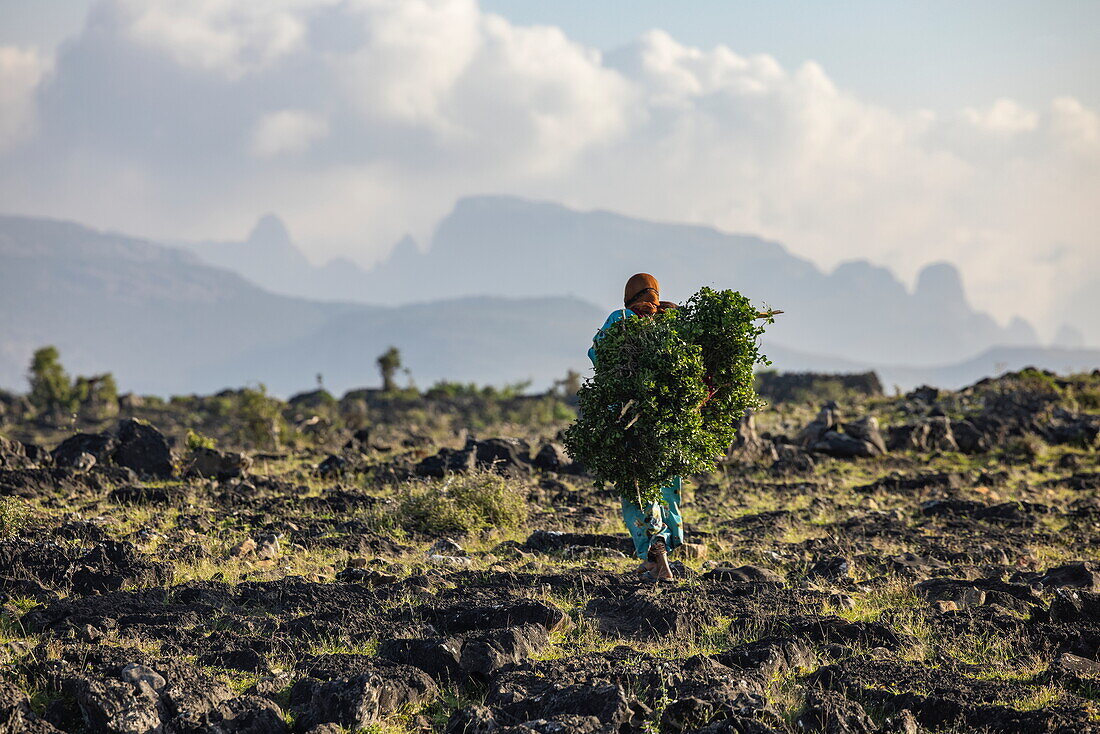 Frau trägt Sträucher durch trockene Landschaft auf dem Diksam-Plateau, Gallaba, Insel Sokotra, Jemen, Golf von Aden, Ostafrika