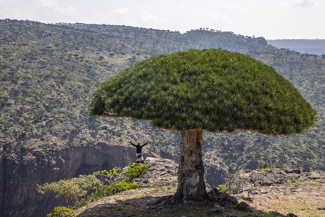 Sokotra-Drachenblutbaum (Dracaena cinnabari) auf dem Diksam-Plateau vor dem Wadi Dirhur Canyon, Gallaba, Insel Sokotra, Jemen, Golf von Aden, Ostafrika