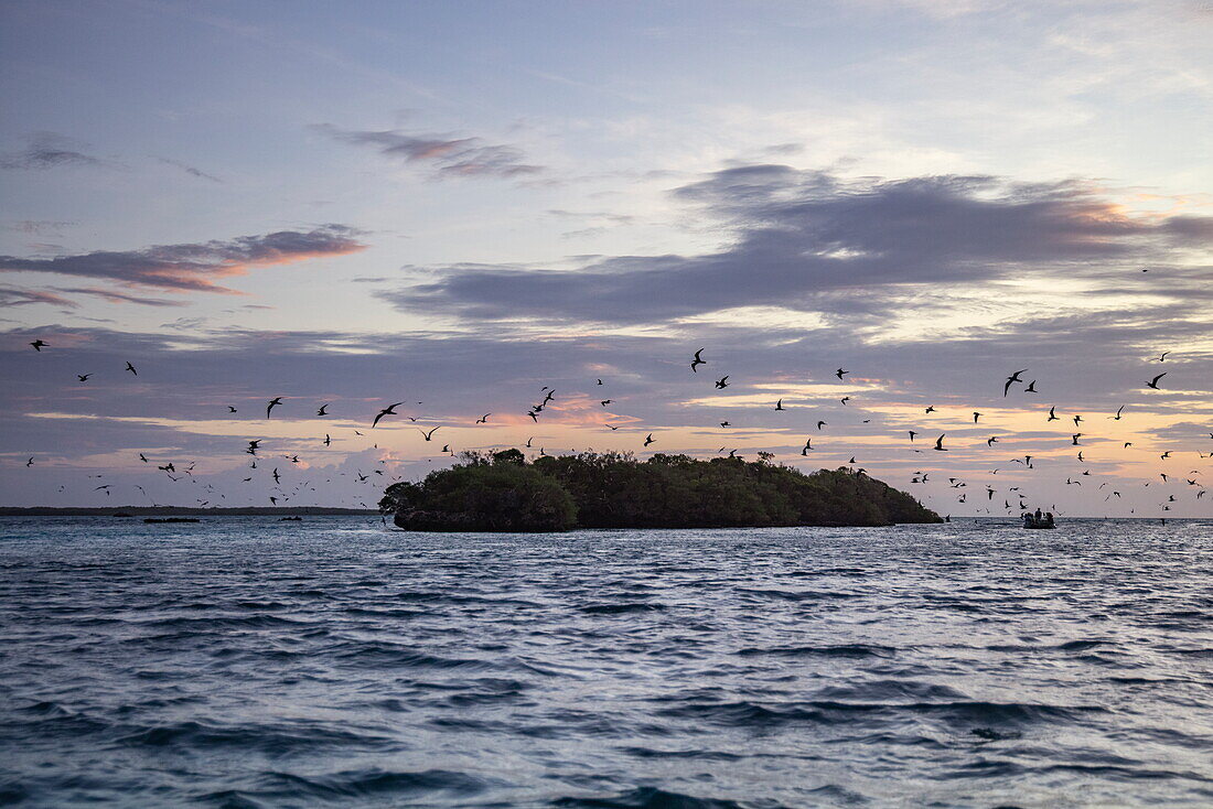  Flock of birds and island in the lagoon seen during a trip on a Zodiac motorized inflatable boat from the expedition cruise ship SH Diana (Swan Hellenic) at sunrise, Aldabra Atoll, Outer Seychelles, Seychelles, Indian Ocean 