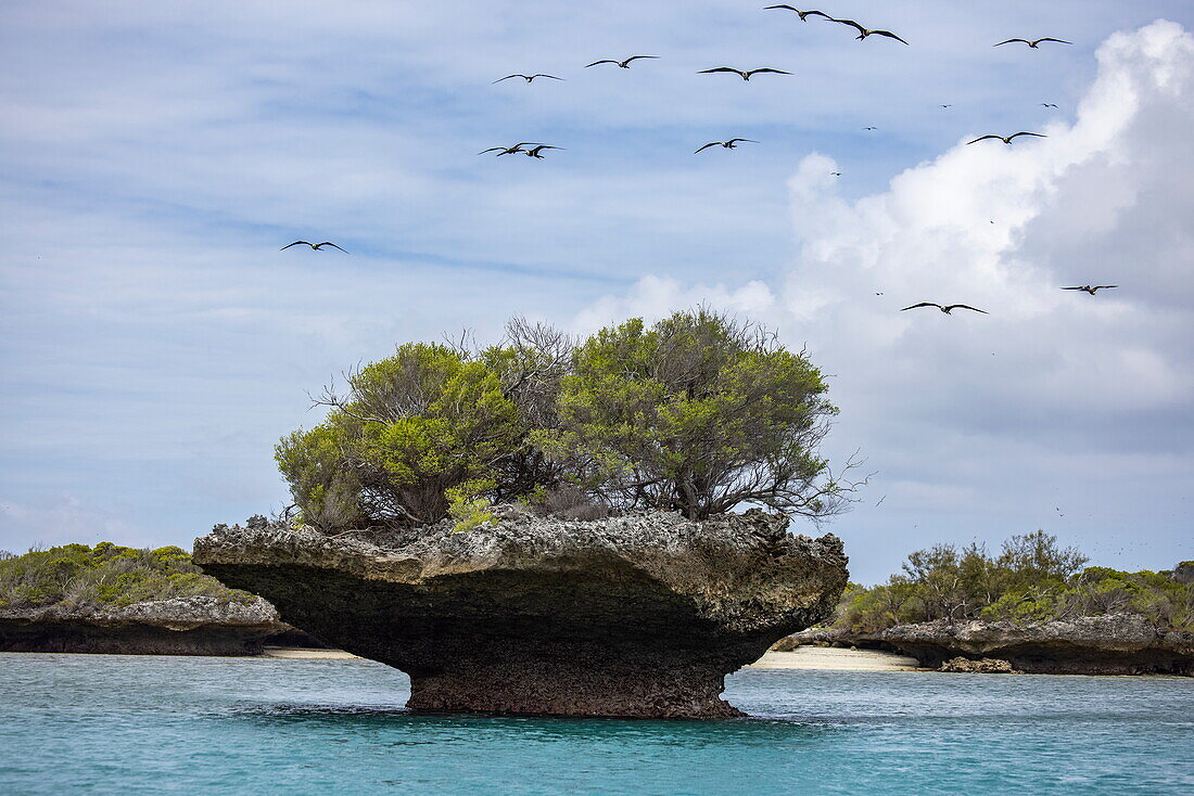  Frigate birds (Fregata magnificens) soar over a coral island called mushroom because of its mushroom shape in the lagoon, Aldabra Atoll, Outer Seychelles, Seychelles, Indian Ocean 