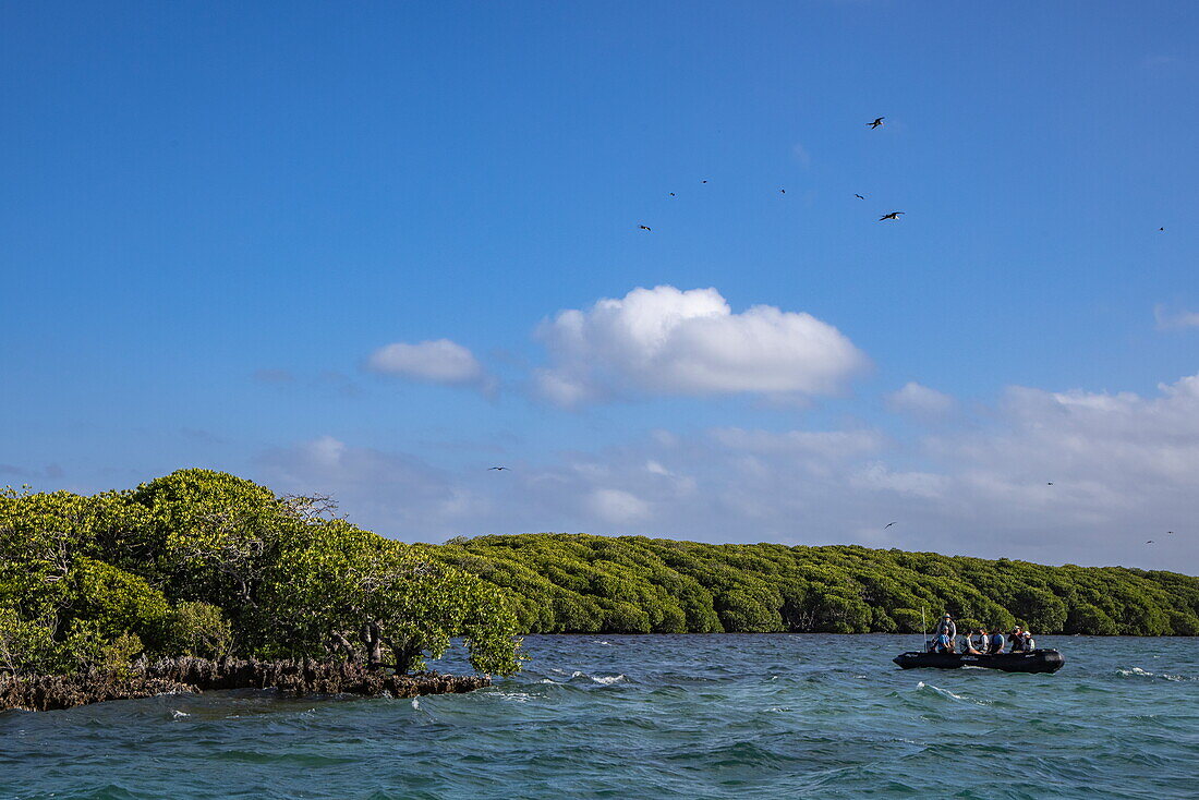 Ausflug mit Zodiac-Schlauchboot vom Expeditionskreuzfahrtschiff SH Diana (Swan Hellenic) durch die Mangroven, Aldabra-Atoll, Äußere Seychellen, Seychellen, Indischer Ozean, Ostafrika