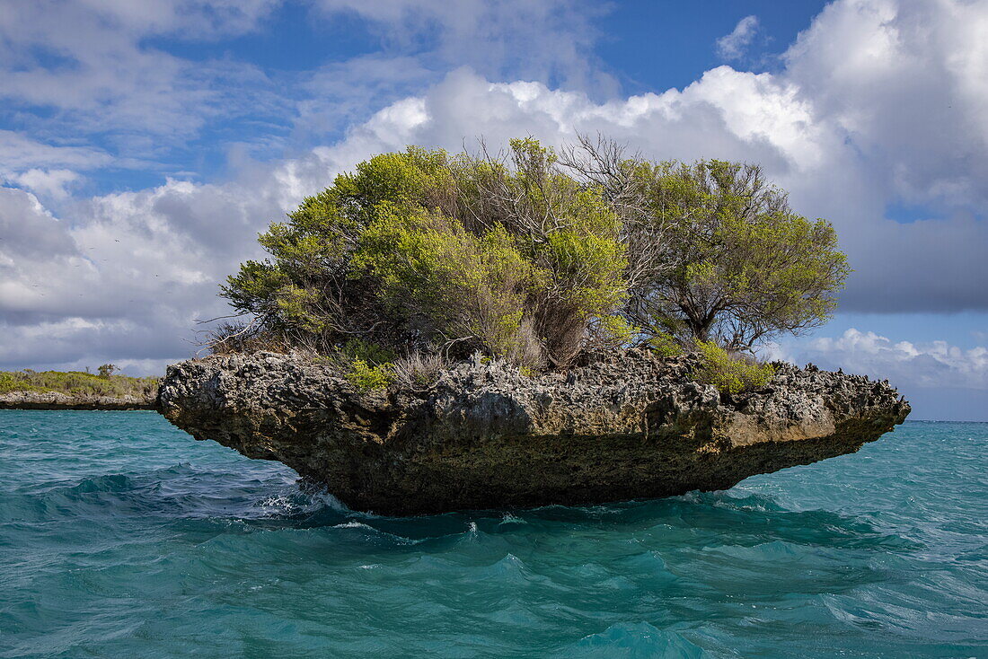 Seltene Champignon-Koralleninsel in der Lagune, Aldabra-Atoll, Outer Islands, Äußere Seychellen, Seychellen, Indischer Ozean, Ostafrika
