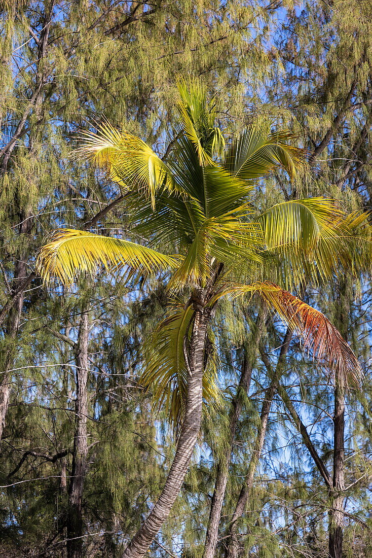 Kokospalme am Strand, Aldabra Atoll, Äußere Seychellen, Seychellen, Indischer Ozean