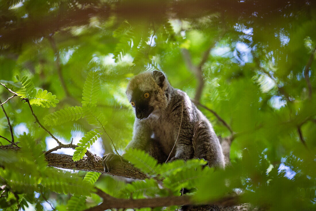  Lemur on tree in Zazamalala forest and botanical garden, near Morondava, Menabe, Madagascar, Indian Ocean 
