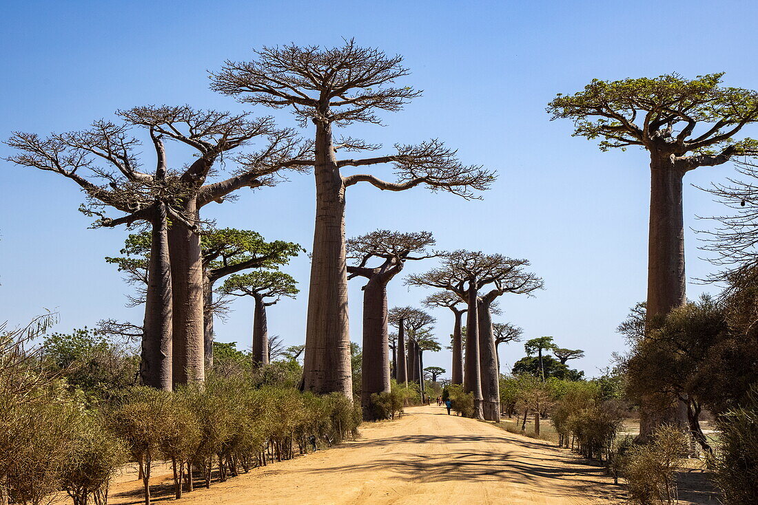 Allee der Baobabs Grandidier-Affenbrotbäume (Adansonia grandidieri), Straße Nr. 8 zwischen Morondava und Belon'i Tsiribihina, bei Morondava, Menabe, Madagaskar, Indischer Ozean