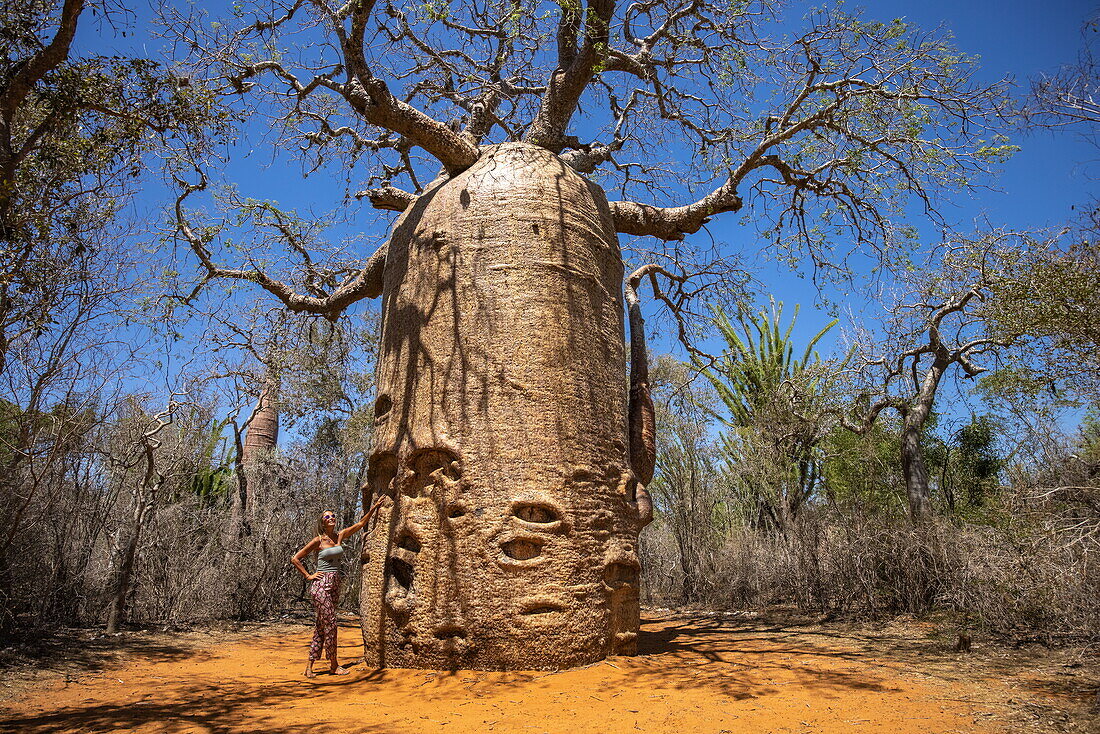  Aerial view of a woman standing next to the giant Fony Baobab (Adansonia rubrostipa) tree in Reniala Nature Reserve, Toliary II, Atsimo-Andrefana, Madagascar, Indian Ocean 