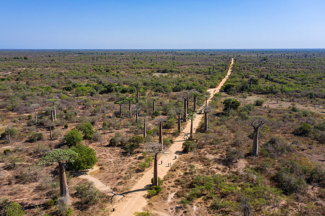  Aerial footage of people walking along the Avenue of the Baobabs, a prominent group of Grandidier baobab trees (Adansonia grandidieri) lining the dirt road number 8 between Morondava and Belon&#39;i Tsiribihina, near Morondava, Menabe, Madagascar, Indian Ocean 