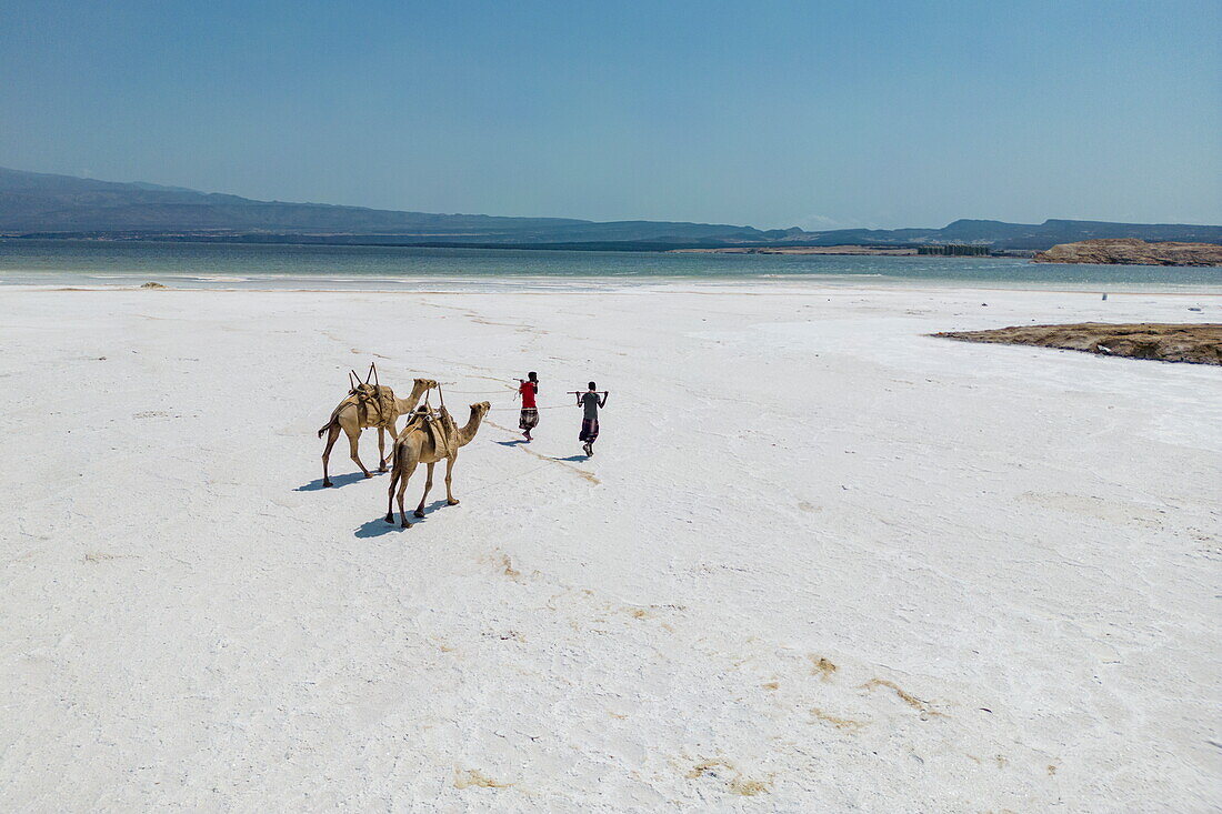 Luftaufnahme von zwei Kamelen und Hirten, die entlang der Salzpfannen am Assalsee laufen, in der Nähe von Arta, Dschibuti, Meerenge Bab al-Mandab, Naher Osten