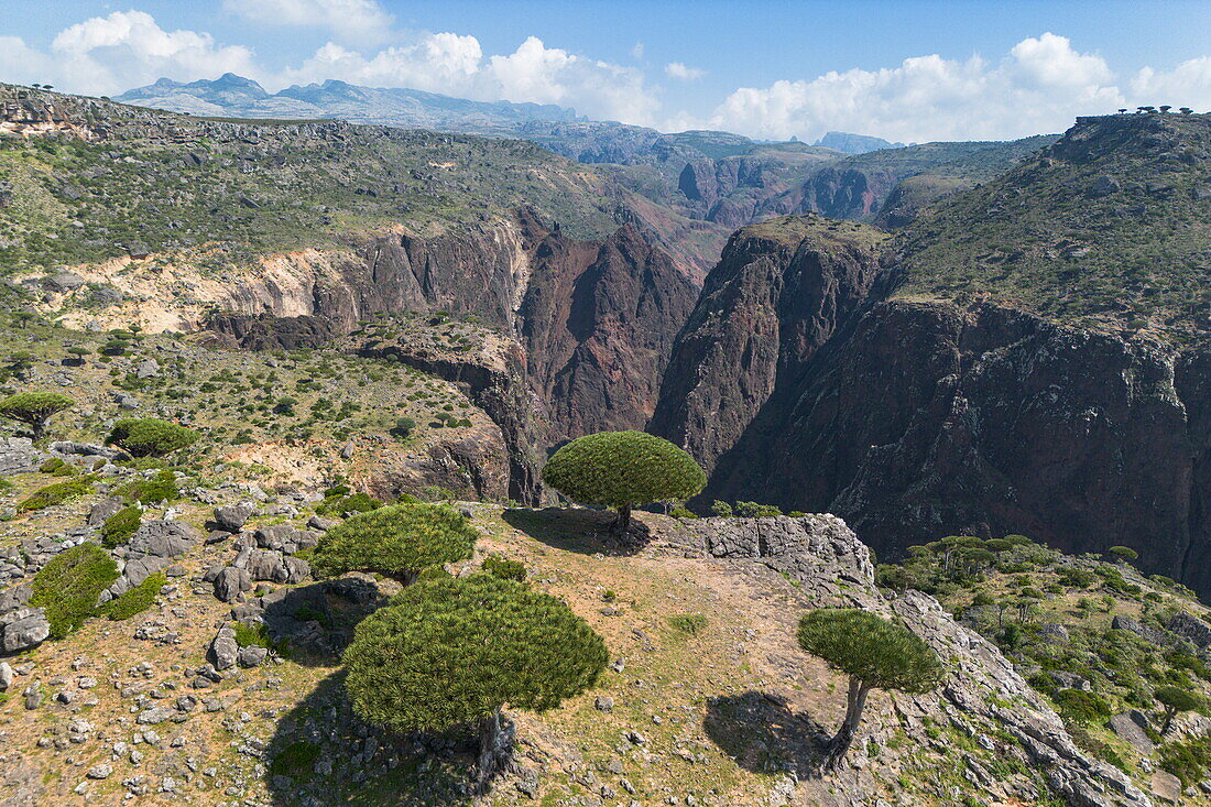  Aerial view of Socotra dragon&#39;s blood trees (Dracaena cinnabari) on Diksam Plateau with Wadi Dirhur Canyon behind, Gallaba, Socotra Island, Yemen, Middle East 